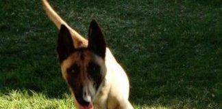 #LOSLAGOS Armada sumó nuevo can detector de locos en Ancud