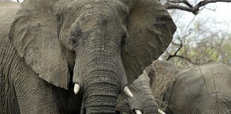 #MUNDO Argentino muere trágicamente durante expedición de caza en Namibia