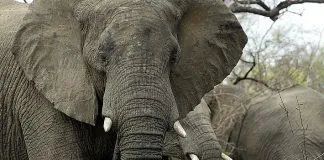 #MUNDO Argentino muere trágicamente durante expedición de caza en Namibia