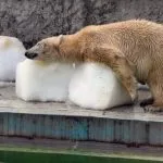HUNGARY-ANIMALS-WEATHER