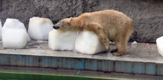 #HUNGRIA Se viralizan imágenes de osos polares sufriendo en zoo de Budapest a 40 grados de temperatura