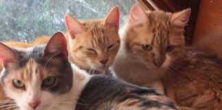 #SANTIAGO Harán jornada de adopción de gatos de señora mayor desalojada de su casa