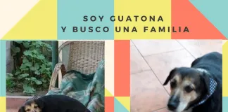 #EPAdifunde La historia de Guatona, una perrita atropellada en la Vega que hoy busca un hogar