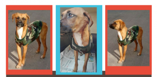 #EPAdifunde La historia de Omara, la perrita rescatada de la Vega Central que busca un hogar