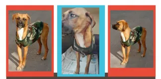#EPAdifunde La historia de Omara, la perrita rescatada de la Vega Central que busca un hogar
