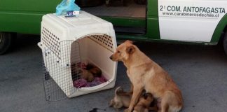 #ANTOFAGASTA Carabineros de Mejillones logró que una perrita se reencontrara con sus cachorros