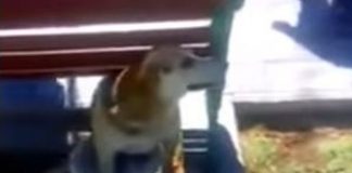 #ATACAMA Falleció perrito que fue baleado por Carabineros en Vallenar