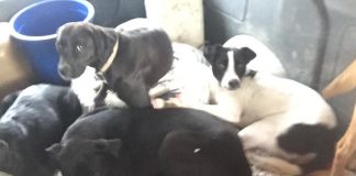 #SANTIAGO Piden ayuda para arreglar perrimóvil de la Fundación Huella Animal