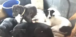#SANTIAGO Piden ayuda para arreglar perrimóvil de la Fundación Huella Animal