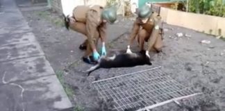 #BIOBIO Acusan que lanzaron un perro desde el tercer piso en San Pedro de la Paz