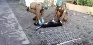 #BIOBIO Acusan que lanzaron un perro desde el tercer piso en San Pedro de la Paz