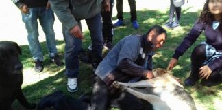 #ATACAMA Carabinero dispara con su arma de servicio a perro en plaza de Vallenar