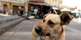 #MUNDO Reino Unido prohibirá por ley los criaderos de perros y gatos