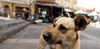 #NotasRegionales Media Maratón de Valparaíso regalará 2 kilos de alimento para gatos y perros por cada corredor inscrito
