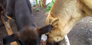 #LOSLAGOS Venderán sopaipillas y completos en Puerto Montt a favor de los animales abandonados