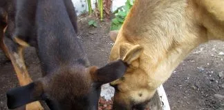#LOSLAGOS Venderán sopaipillas y completos en Puerto Montt a favor de los animales abandonados