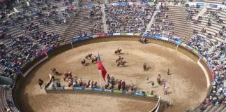 Denuncian brutal maltrato animal bajo campeonato de rodeo en Longaví: patearon brutalmente a dos novillos