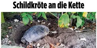 #MUNDO Horror, encuentran tortuga amarrada a un árbol en #Alemania