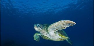 #MIRADANACIONAL Este lunes parte Congreso internacional de Áreas Marinas Protegidas en la Región de #Coquimbo