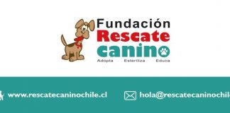 #SANTIAGO Harán cena anual a beneficio de la Fundación Rescate Canino