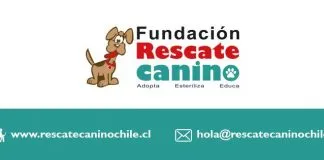 #SANTIAGO Harán cena anual a beneficio de la Fundación Rescate Canino