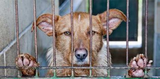 #ESTADOSUNIDOS California prohíbe ventas de animales en tiendas especializadas