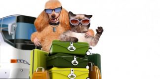 #SANTIAGO Harán charla relativa a los trámites y preparativos para viajar con nuestros perros y gatos