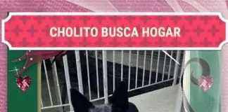 #EPAdifunde La historia de Cholito, un perrito abandonado en #SanBernardo que busca un hogar