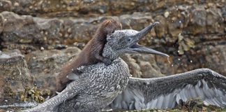 #MiradaNacional Presencia de siete especies exóticas invasoras en Chile estaría dejando pérdidas millonarias