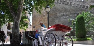 #ESPAÑA Un caballo de galera desbocado choca contra siete coches en Palma
