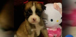 #TENDENCIAS Conmovedora carta de niña de 7 años a quien sus padres le obligaron a abandonar una perrita