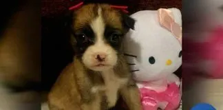 #TENDENCIAS Conmovedora carta de niña de 7 años a quien sus padres le obligaron a abandonar una perrita