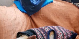 #LOSLAGOS Piden apoyo para costear gastos veterinarios de Laika, una perrita salvada de las llamas