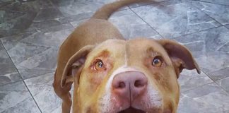 #SANTIAGO Inician campaña para encontrar a León, perrito pitbull que se escapó de su casa