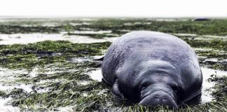 #MUNDO Manatíes, perros, gatos y guepardos: Los animales resguardados ante el paso del huracán Irma en Florida