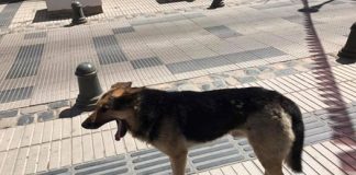 #COQUIMBO Perrito que se robó una empanada en plena entrevista será adoptado