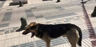 #COQUIMBO Perrito que se robó una empanada en plena entrevista será adoptado