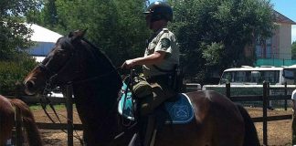 #LAARAUCANIA Con honores Carabineros despidió a caballo que prestó 18 años de servicio policial