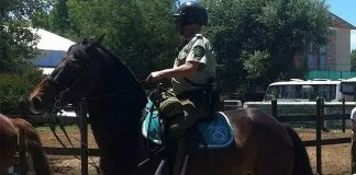 #LAARAUCANIA Con honores Carabineros despidió a caballo que prestó 18 años de servicio policial