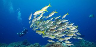 #TENDENCIAS Los peces enfrentan situaciones complejas de acuerdo a su personalidad