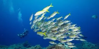 #TENDENCIAS Los peces enfrentan situaciones complejas de acuerdo a su personalidad