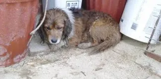 #EPAdifunde Hermoso perrito busca un hogar y familia responsable en #Santiago