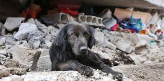 #MUNDO ¿Cómo ayudar a los animales afectados por el terremoto en #México?