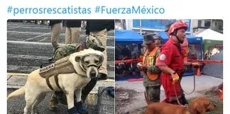 #TENDENCIAS Frida y Titán, los perros rescatistas que se han convertido en héroes tras terremoto en México
