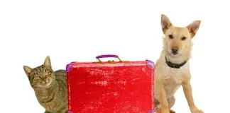 #PUNTOLEGAL Abogado José Matus y los extravíos de animales en las aerolíneas «La mala publicidad es lo único que le podría hacer presión a las aerolíneas para cambiar sus protocolos»