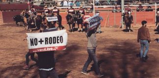 #COQUIMBO Activistas invadieron medialuna de Pan de Azúcar, para protestar contra el rodeo