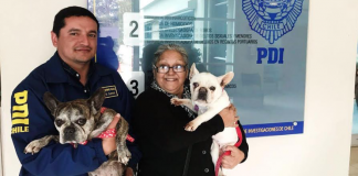 #VALPARAISO PDI recuperó dos perros que fueron sustraídos desde casa en Algarrobo