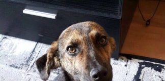 #EPAdifunde La historia de Rocko, un perrito rescatado que hoy busca un hogar