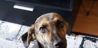#EPAdifunde La historia de Rocko, un perrito rescatado que hoy busca un hogar