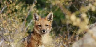 #COQUIMBO Aprueban dos Santuarios de la Naturaleza en la región